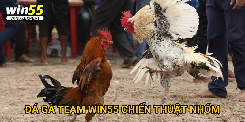 Đá gà team Win55 chiến thuật nhóm